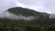 NZ016, cloud, clouds, mist, rain, forest, trees, green